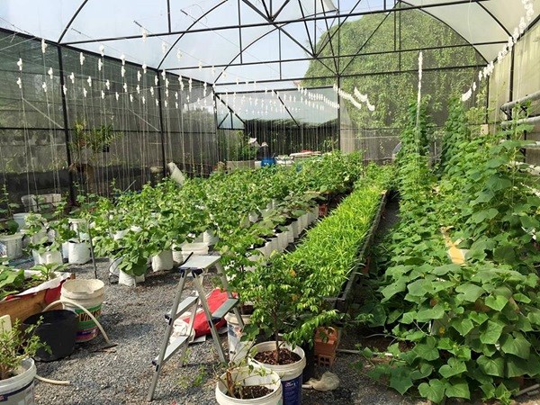 Ngắm vườn rau trái rộng 200m2 của ông bố trẻ Sài Thành