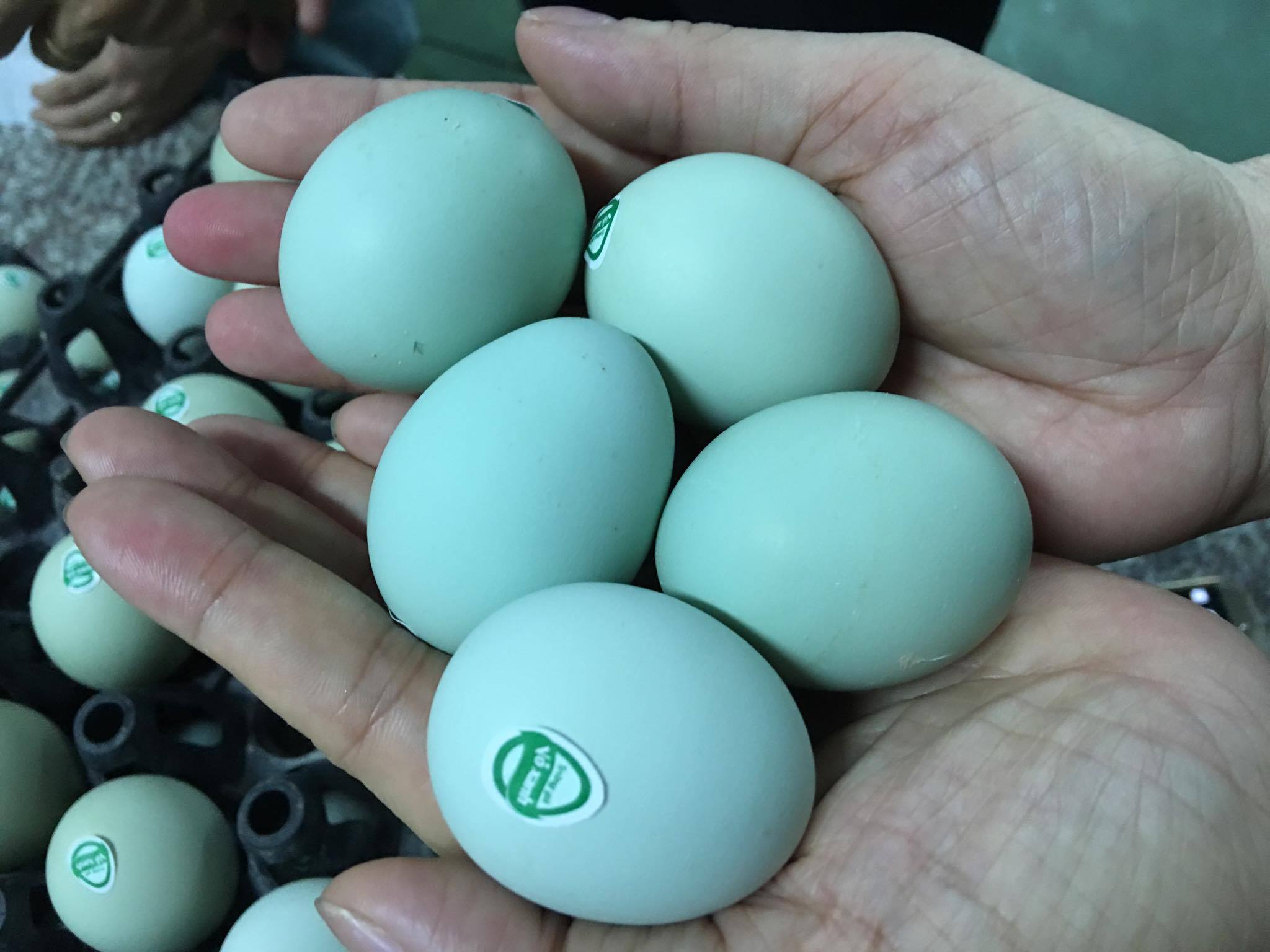 Lạ với trứng gà xanh