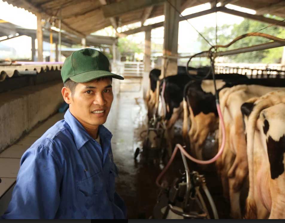 Thị trấn 600 tỉ phú, lái ô tô dạo thăm bò ở Việt Nam