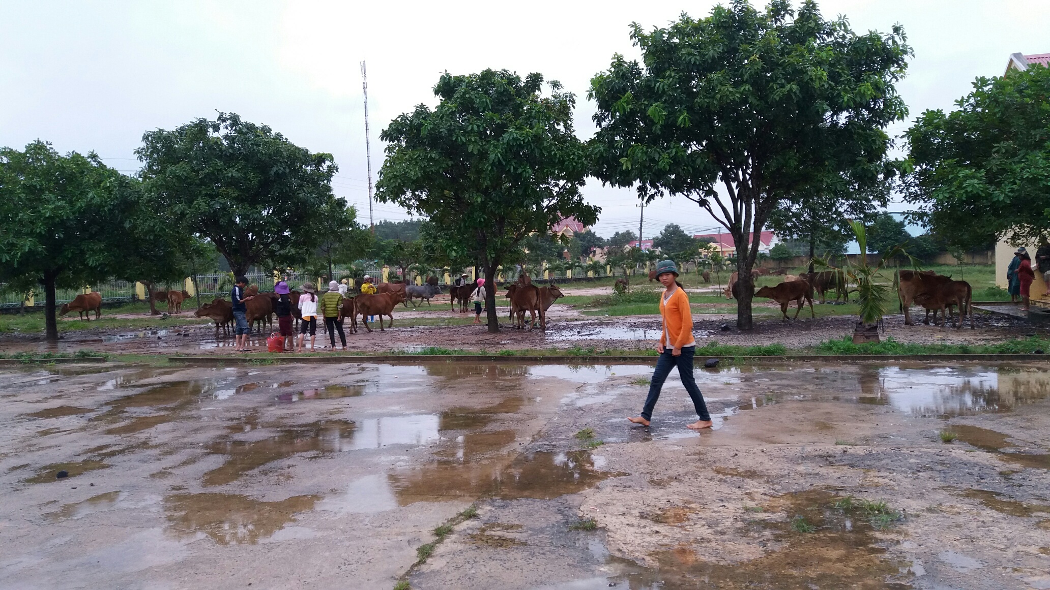 Để giảm bớt thiệt hại, các vật nuôi cũng được lực lượng chức năng di chuyển lên những khu vực cao
