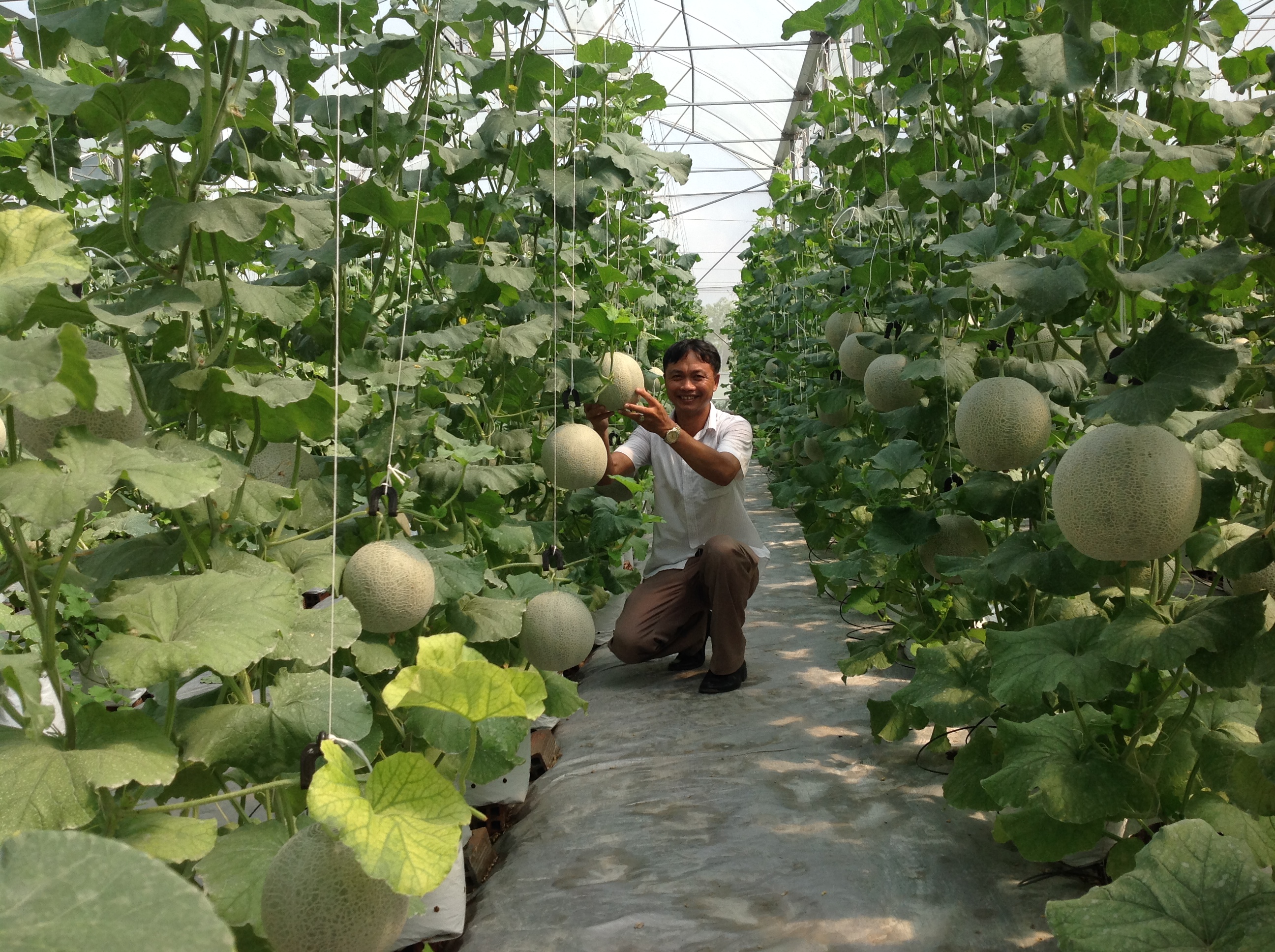 Dịch vụ mua trái cây sạch tại vườn ở Sài Gòn