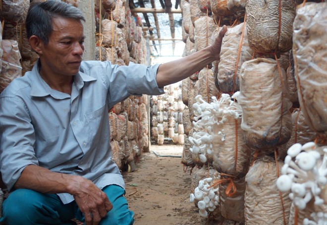 Từ người làm thuê trở thành chủ trang trại nấm tiền tỉ