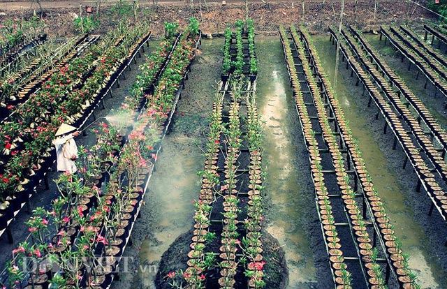 Nông trại hoa sứ tiền tỉ từ vùng trũng
