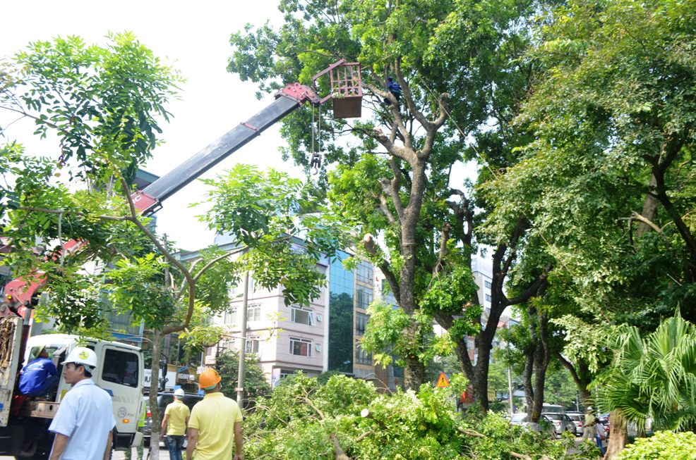 Trong đó, các cây cổ thụ được dịch chuyển chủ yếu là muồng, xà cừ, hoa sữa…
