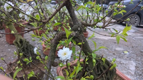Mai trắng bonsai giá chục triệu khiến nhiều người say mê