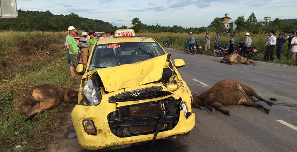 Taxi tông chết 3 con bò, tài xế may mắn thoát nạn