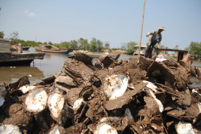 Hàu chết la liệt, bà con nông dân Bến Tre chết đứng
