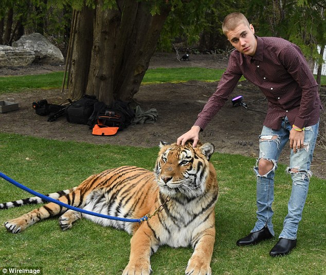 Khoe ảnh chụp cùng hổ, Justin Bieber bị chỉ trích