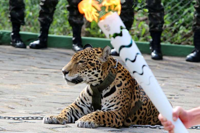 Báo đốm bị giết trong lễ rước đuốc Olympic ở Brazil