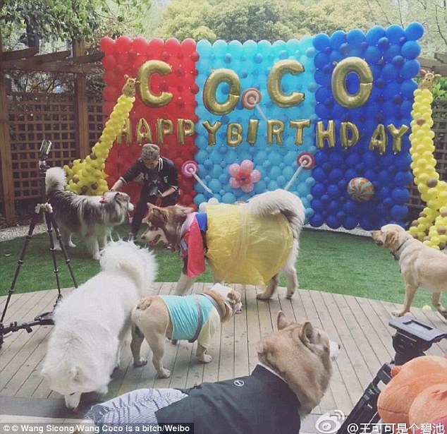 Sinh nhật 2 tuổi hoành tráng của chú chó. Ảnh: Weibo