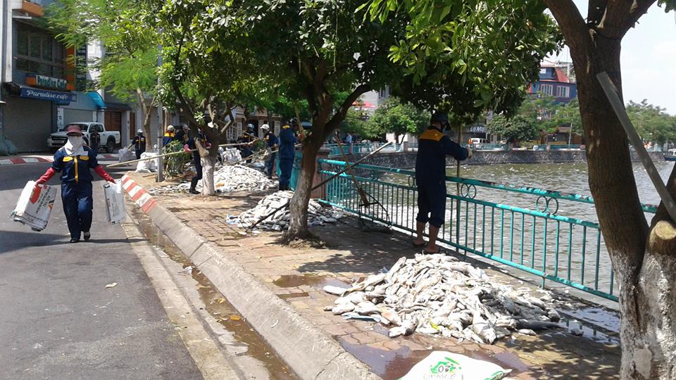 
C&aacute; chết được chất đống tr&ecirc;n đường Nguyễn Đ&igrave;nh Thi - Ảnh: Bảo Tr&acirc;n
