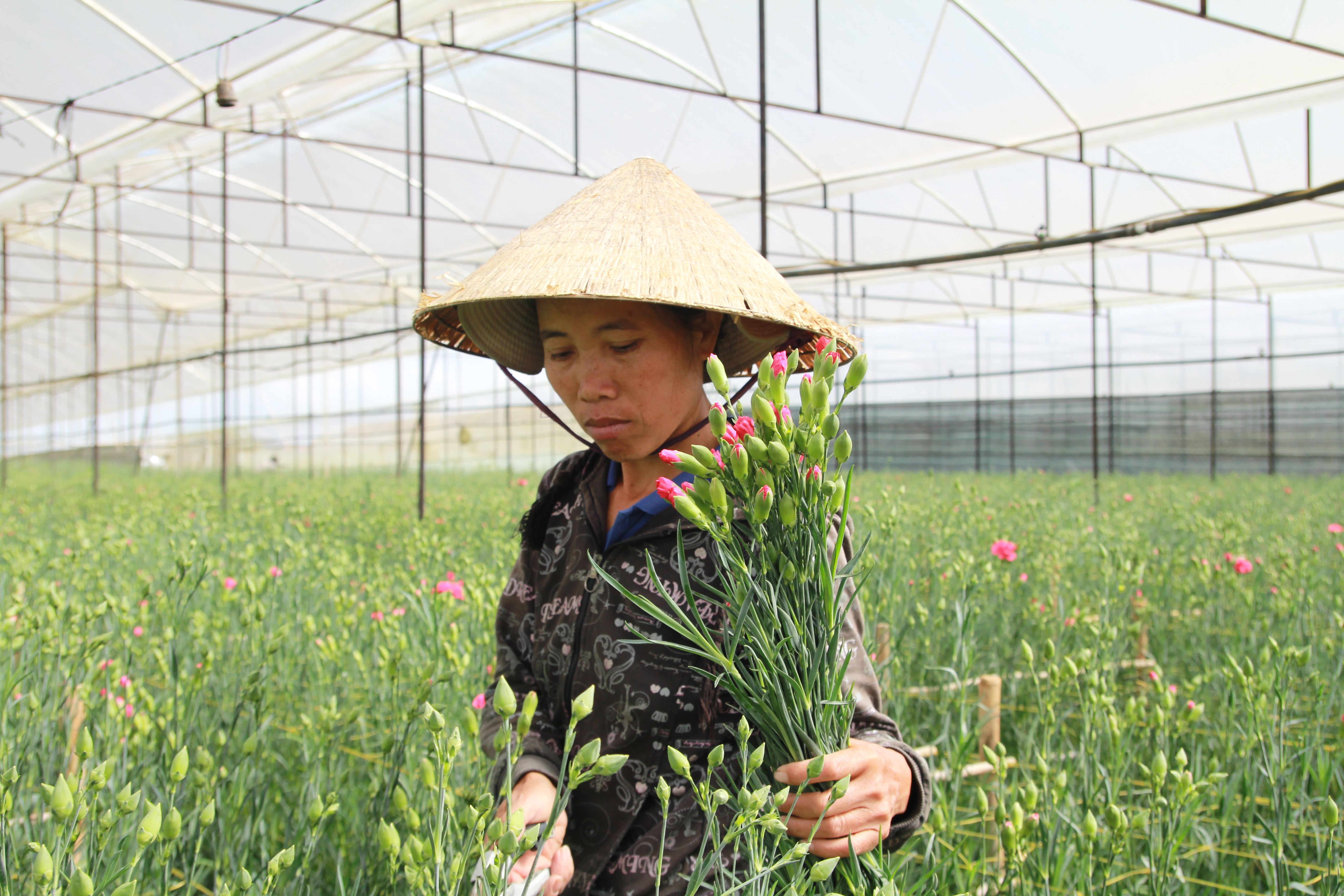 
Hoa cẩm chướng cắt tại vườn với gi&aacute; 1.700 - 2.200 đồng/c&agrave;nh.
