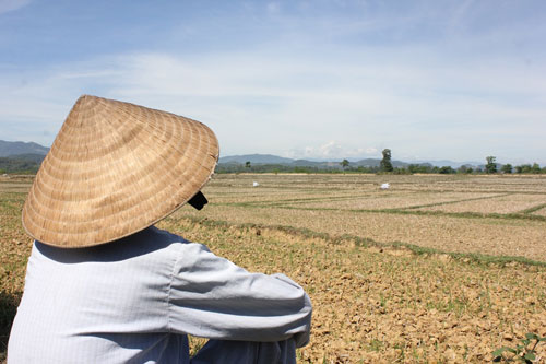 Ruộng đồng khô hạn, dân lo thiếu ăn