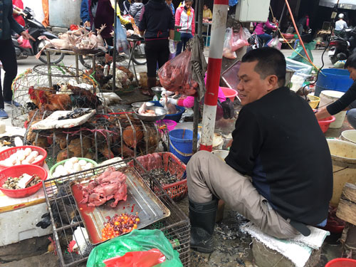 Cúm gia cầm hăm he tái xuất