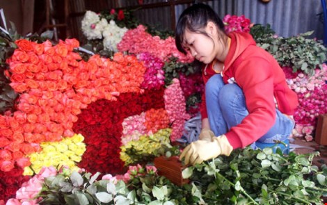 'Cháy' hoa hồng ngày lễ Tình nhân
