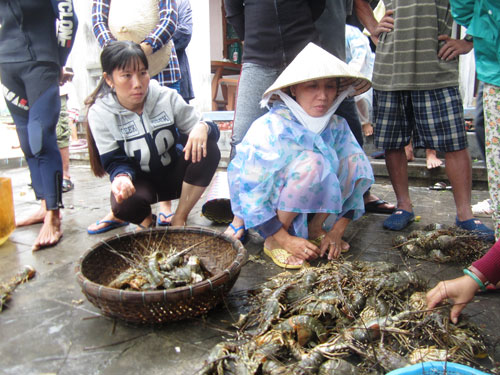 Lũ tr&agrave;n về, cả ng&agrave;n lồng t&ocirc;m h&ugrave;m nu&ocirc;i ở thị x&atilde; S&ocirc;ng Cầu, tỉnh Ph&uacute; Y&ecirc;n chết trắng. Trong ảnh: Người d&acirc;n thẫn thờ trước h&agrave;ng đống t&ocirc;m h&ugrave;m sắp thu hoạch bị chết Ảnh: Hồng &Aacute;nh