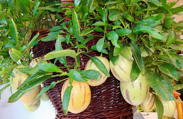Dưa pepino được trồng thế nào?