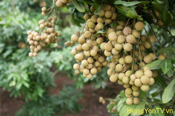 Nhãn chín sớm thu hơn 1 tỉ đồng/ha