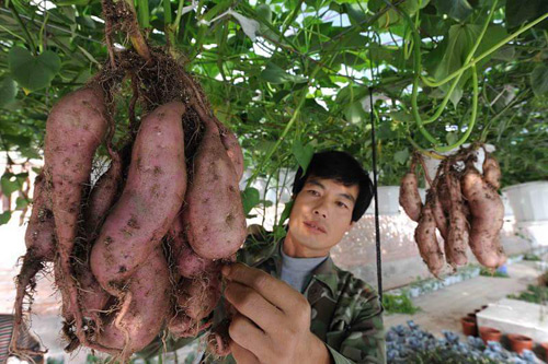 Khoai lang 'không khí' treo lủng lẳng vẫn cho củ hoành tráng