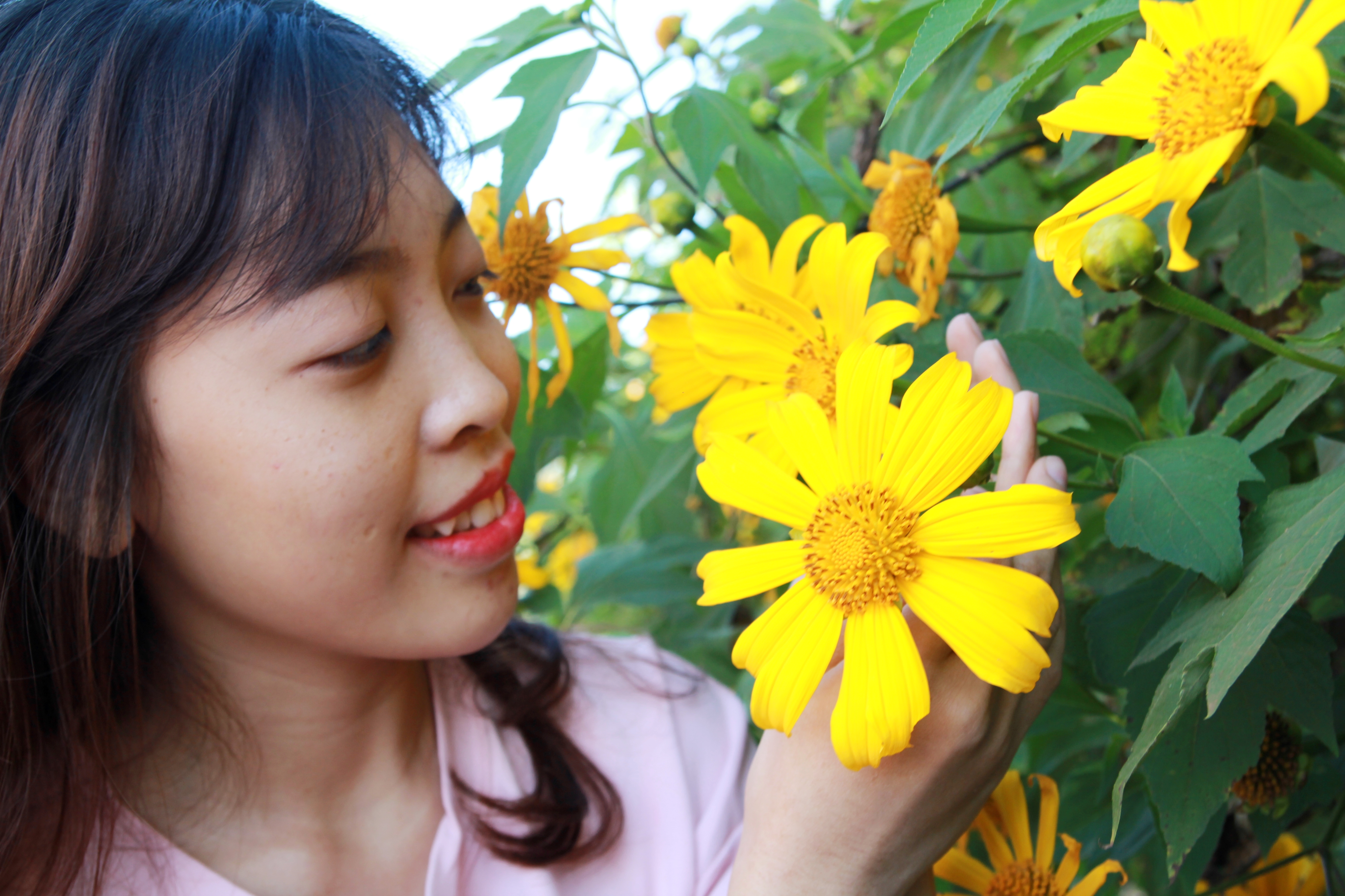 Du khách thỏa sức đọ sắc cùng dã quỳ vàng rực khắp nơi.