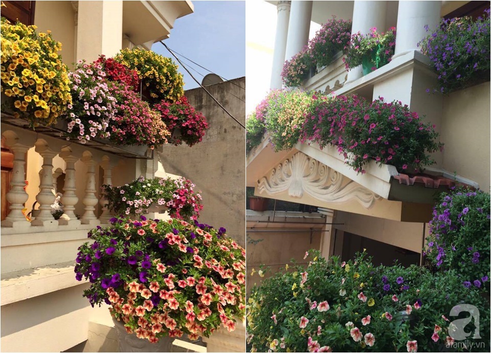 Triệu chuông nở với đủ sắc màu.