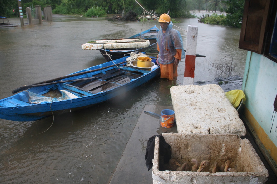 Những con vịt mới lớn là tài sản mang theo của một cụ ông ở phường Hòa Hương