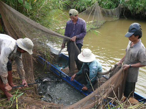Miền Tây cạn kiệt cá đồng