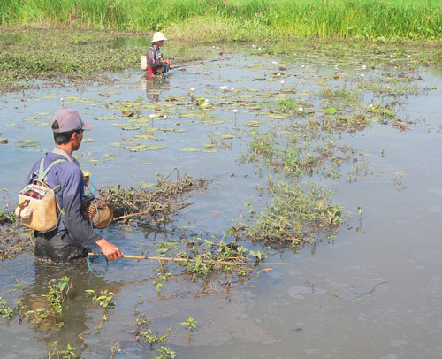 Tôm cá phơi mình vì... điện