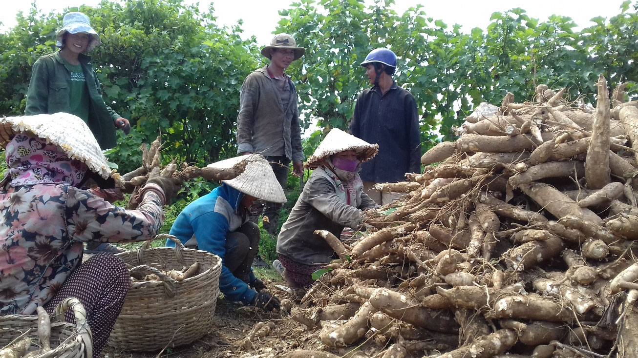Giá 1 tạ mì = 1 tô phở