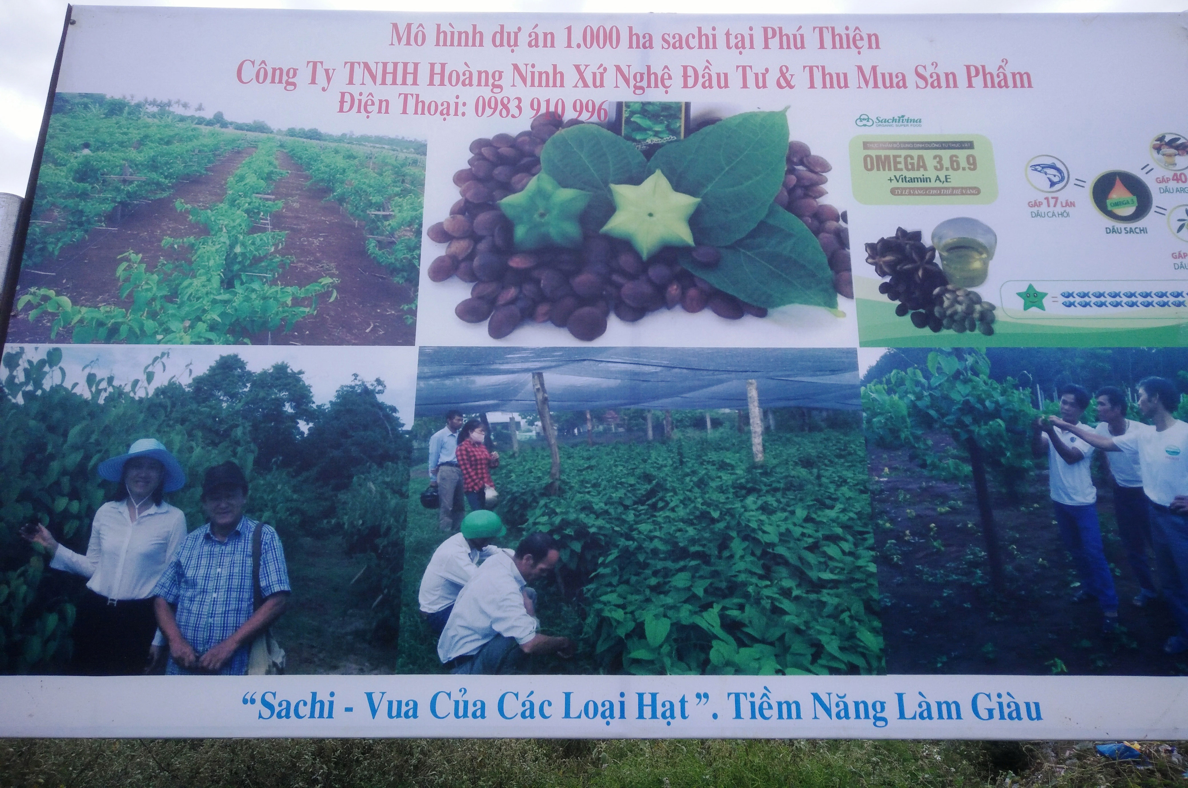 Tan giấc mơ sachi!