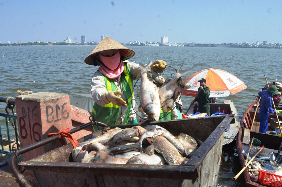 Bộ Công an điều tra vụ cá chết ở hồ Tây