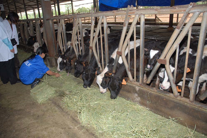 Thắng lớn nhờ cám, xúc xích, bò...