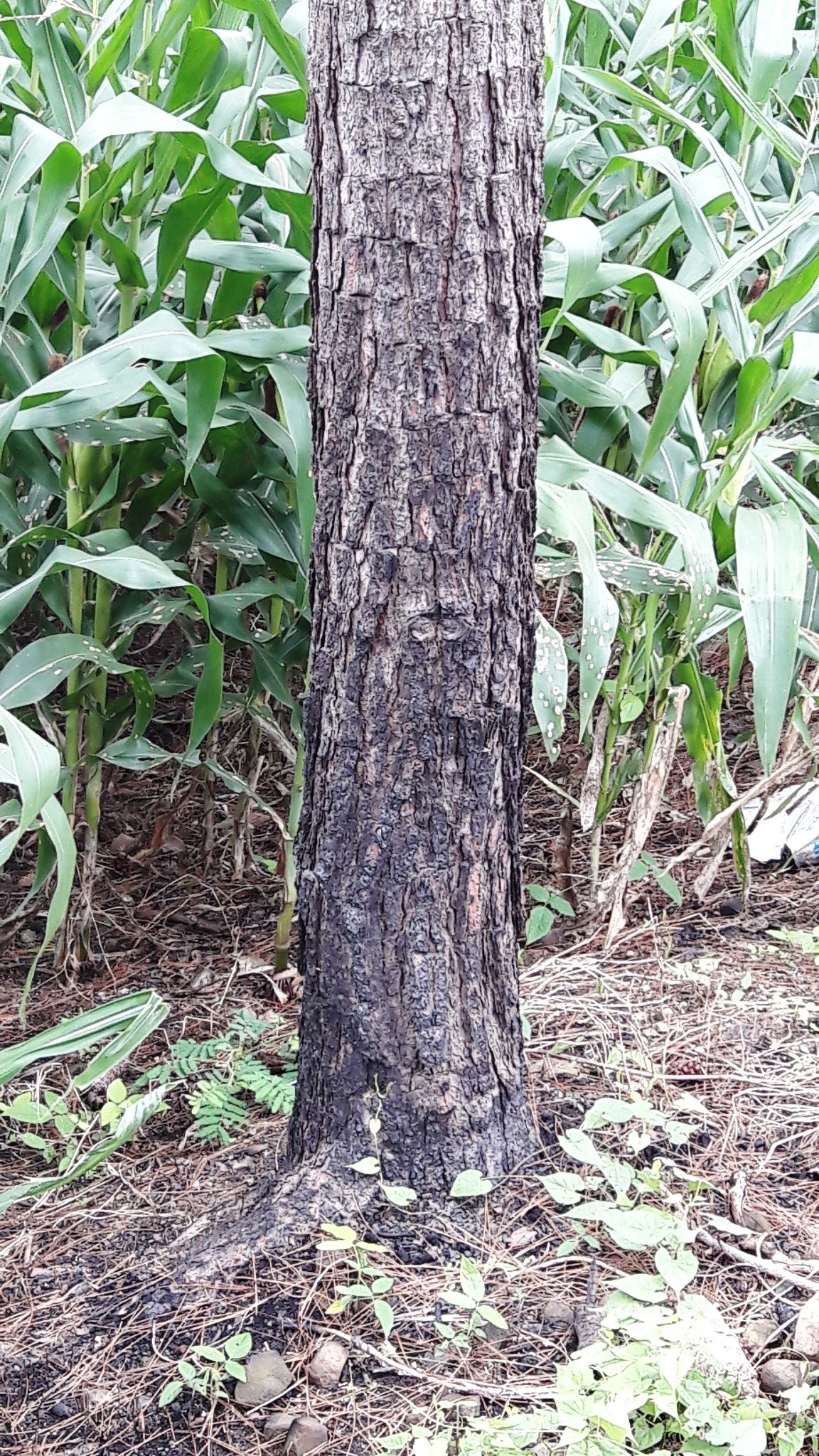 Dưới những gốc thông chết đã kịp mọc lên những loại cây khác như cà phê, bắp, tiêu...