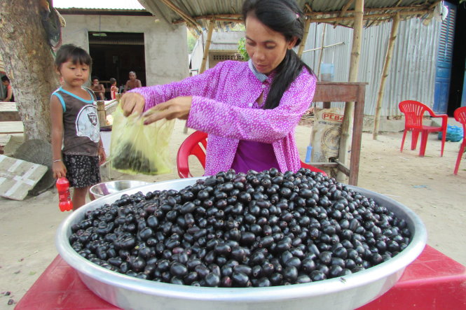 Ngẩn ngơ mùa trâm chín núi Tô