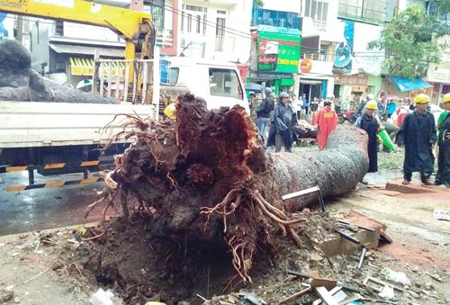 Cây xanh gây họa: Chớ đổ hết cho thiên tai!