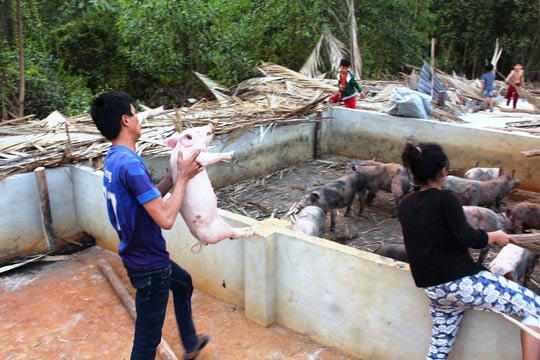 Di dời gấp các trại heo gây ô nhiễm