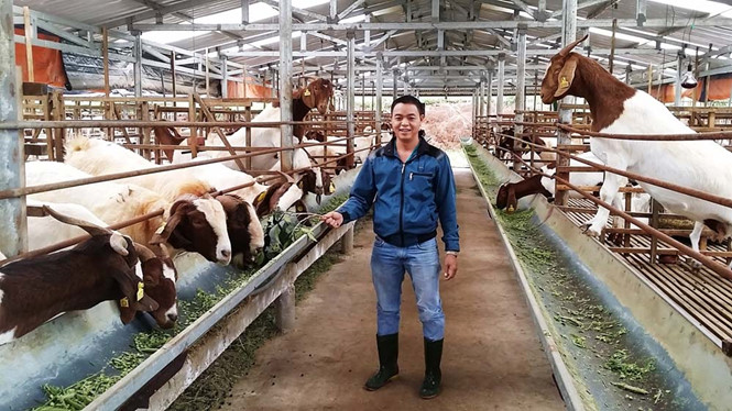Trại d&ecirc; n&uacute;i của Hưng mang về thu nhập tiền tỉ mỗi năm ẢNH: G.B