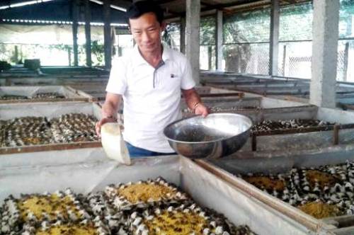 'Vua dế' Đồng Tháp Mười