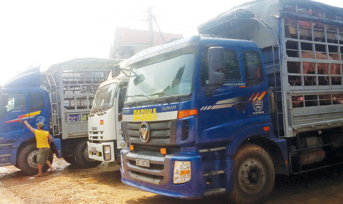 Thương lái Trung Quốc 'lật kèo', người nuôi lợn lao đao