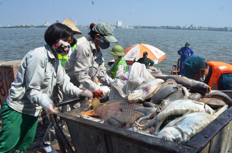 Trước đó, công nhân viên môi trường đều dùng xe rác chở cá chết hồ Tây