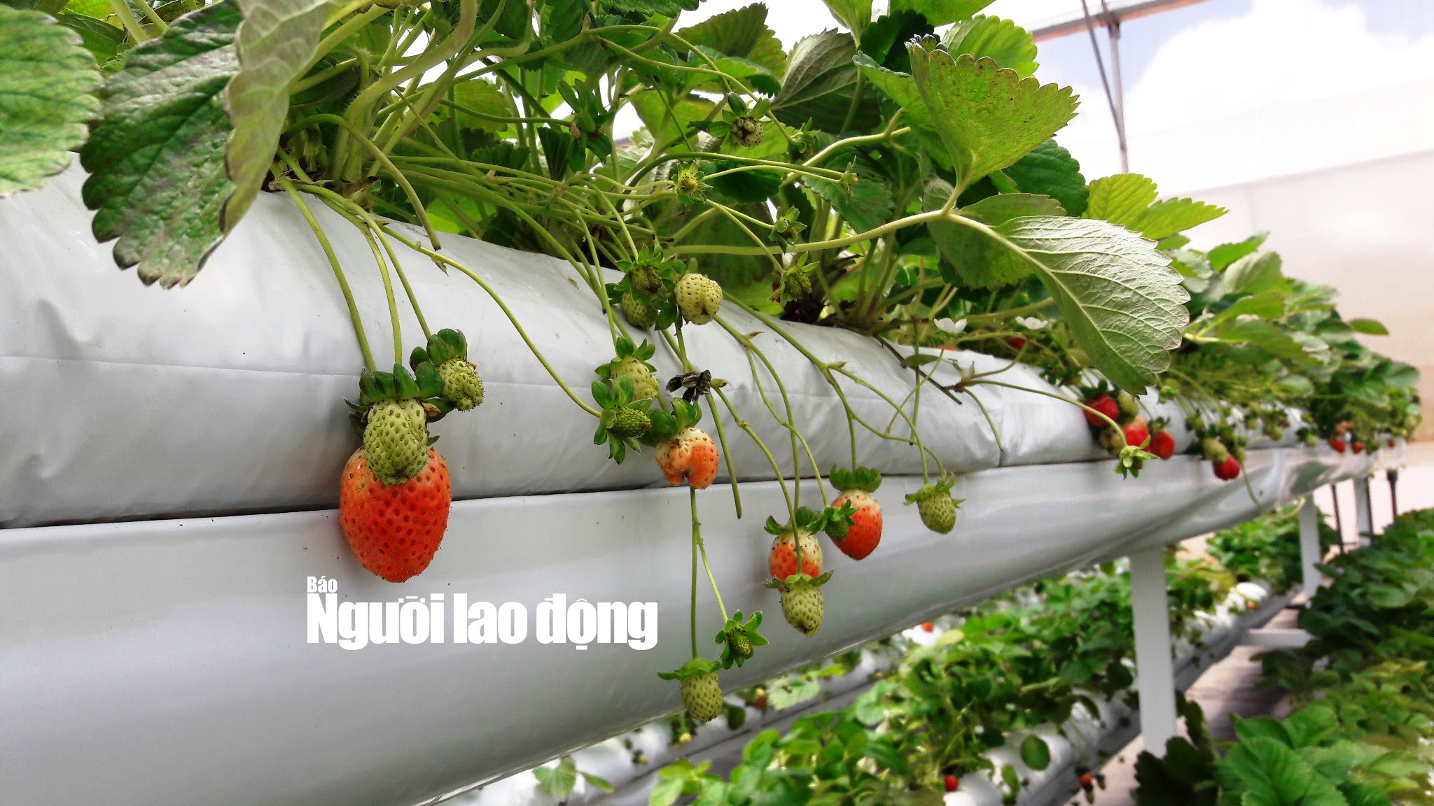 Mãn nhãn với vườn rau thủy canh tiền tỉ ở Đà Lạt