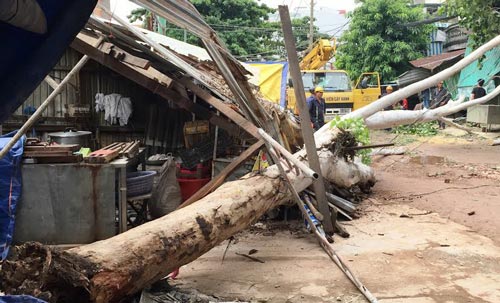 Cây xanh bật gốc đè một người bị thương