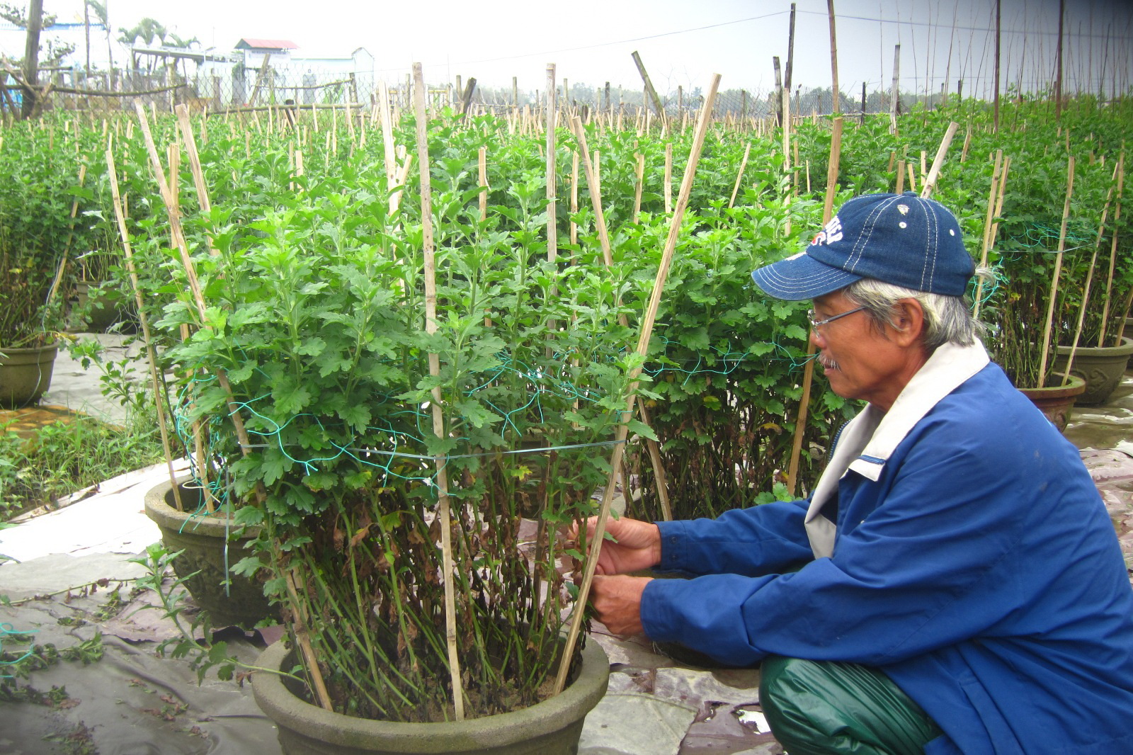 Nông dân “méo mặt” vì hoa Tết thối rễ