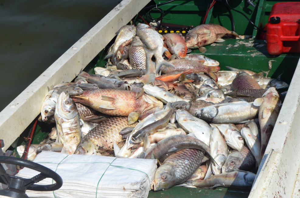 
Có nhi&ecirc;̀u con cá chép, cá trắm từ 5 đ&ecirc;́n 7 kg
