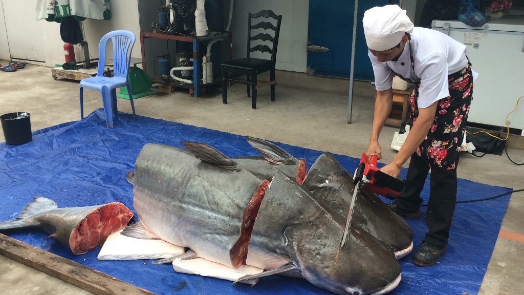 Cặp cá tra gần 400kg từ Lào về Việt Nam