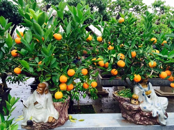 Chi hàng chục triệu đồng cho một cây quất bonsai chơi Tết