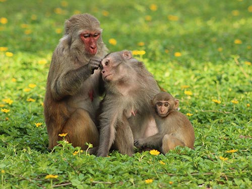 Đầu năm, lai rai… chuyện khỉ