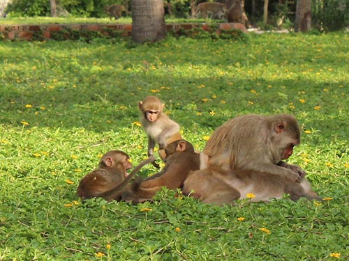 Chuyện khỉ, chuyện người