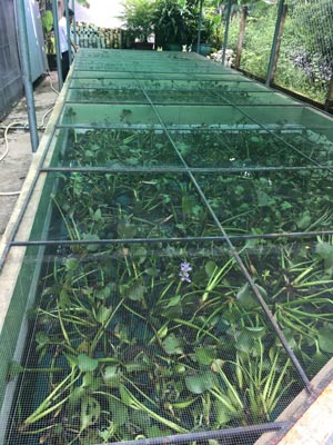 Cà cuống, từ mâm cơm đến chuyện đời