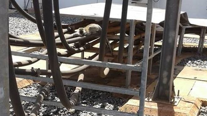 Kenya: Cả nước mất điện vì một con khỉ